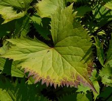 Ligularia  'The Rocket'